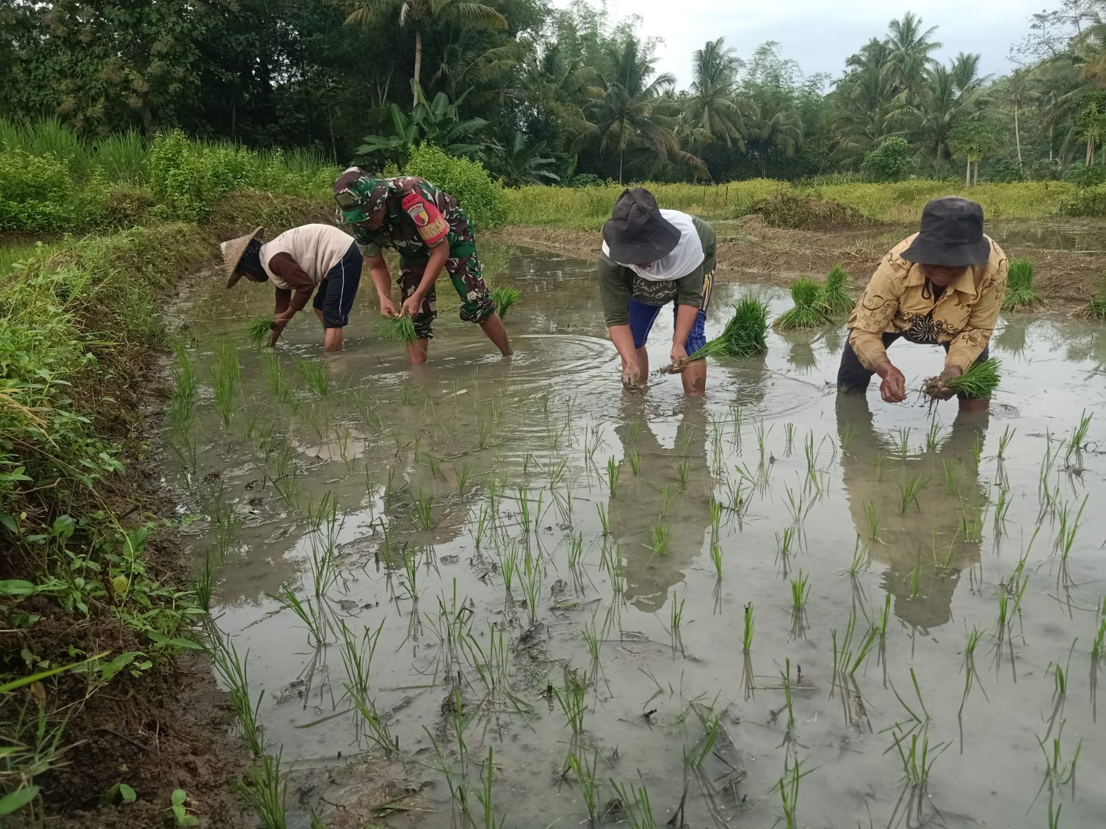 Babinsa Sumbersih Dampingi Poktan Tunas Jaya Tanam Padi di Lahan Warga