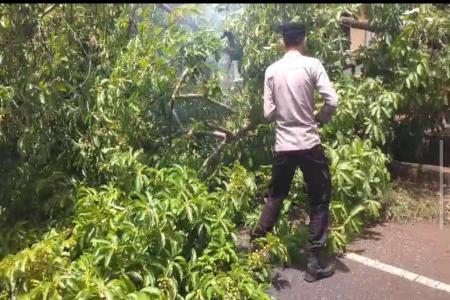 Polres Sumenep Respon Cepat Atasi Poho